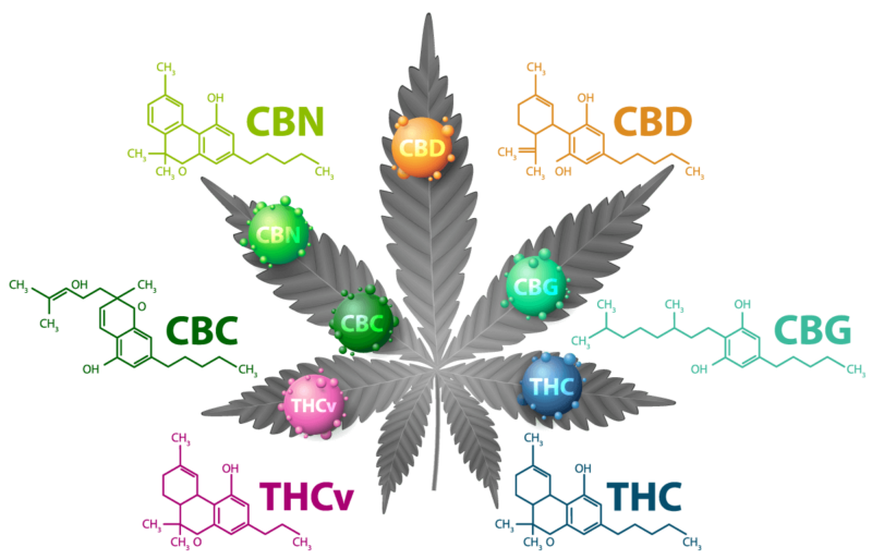 An illustration of the chemical formulas of natural cannabinoids