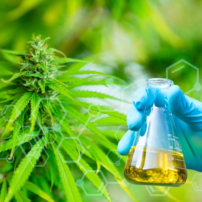 A composite image of a hand holding glass flask of cannabis oil over Cannabis plants growing at outdoor farms. The formula for CBD  is superimposed over the image.