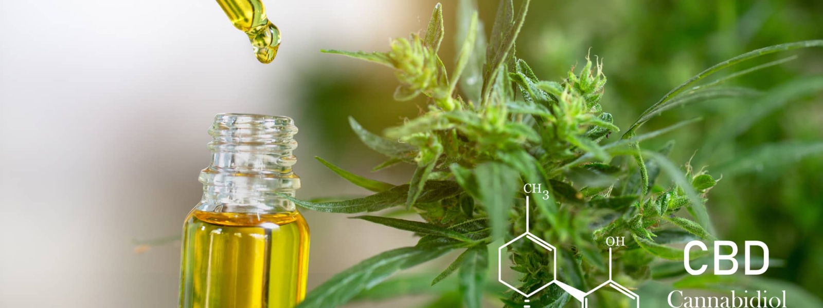 CBD elements, the hands of scientists dropping CBD oil in a vial with a hemp plant in the background.