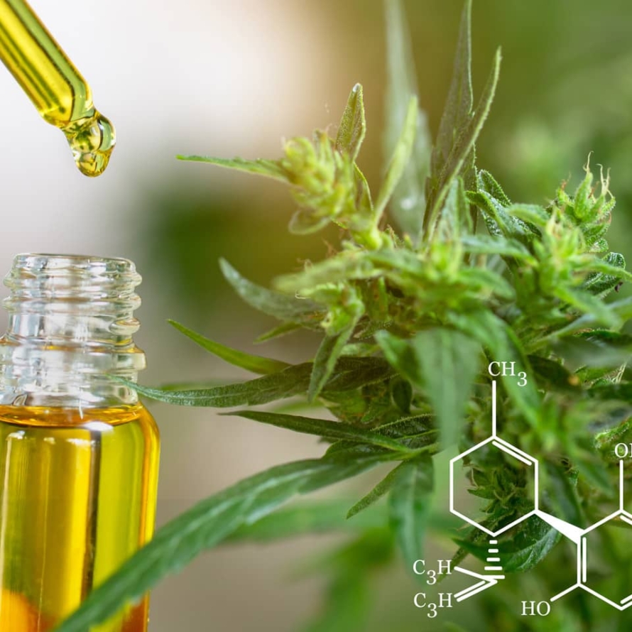 CBD elements, the hands of scientists dropping CBD oil in a vial with a hemp plant in the background.