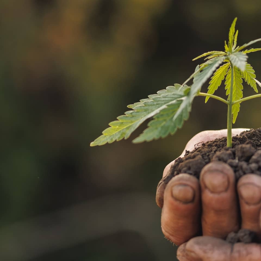Seedling cannabis plant in the hands of a farmer.