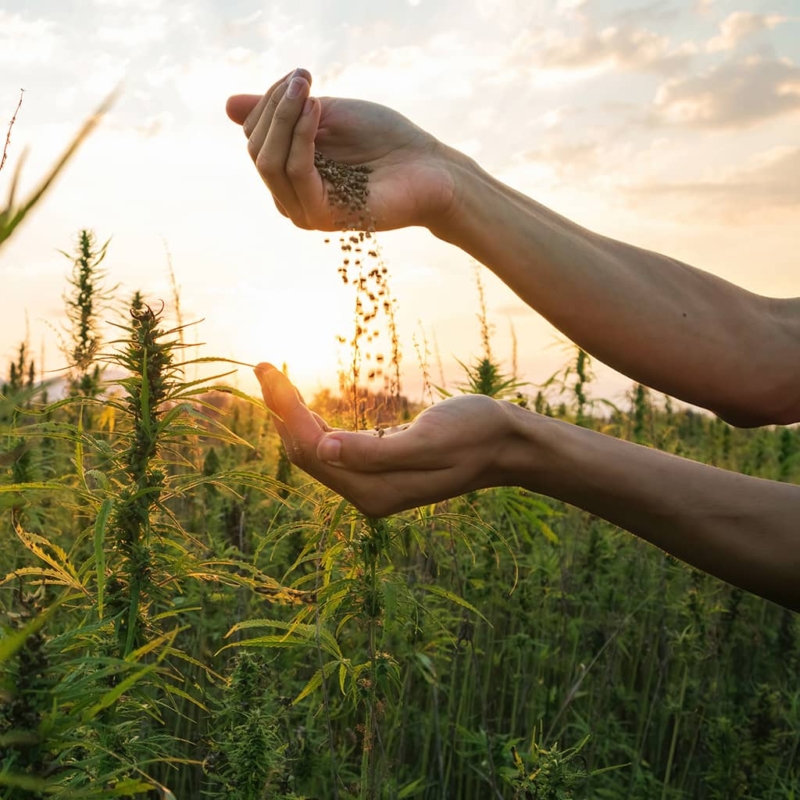 A photo where the focus is on the arms and hands of a hemp farmer transferring hemp seeds from one hand to the other against a backdrop of hemp plants