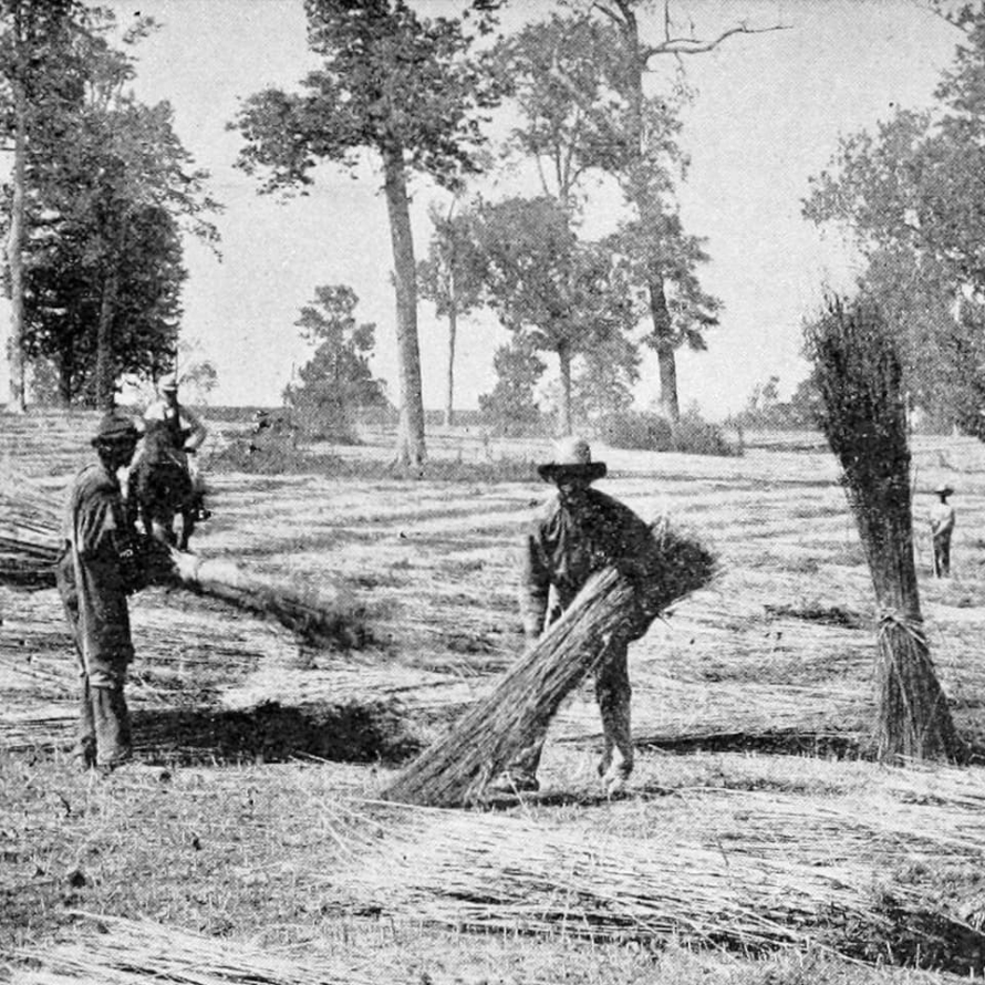 Workers ppreading harvested hemp in Kentucky, USA
