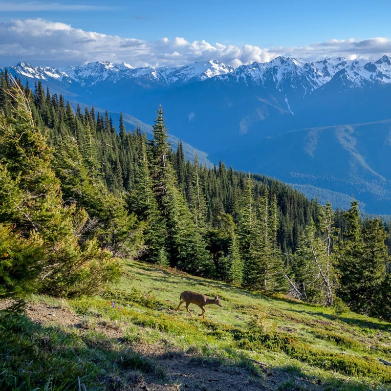 A deer grazing in a meadow is the focus of this image with pine trees and snowcapped mountains in the background