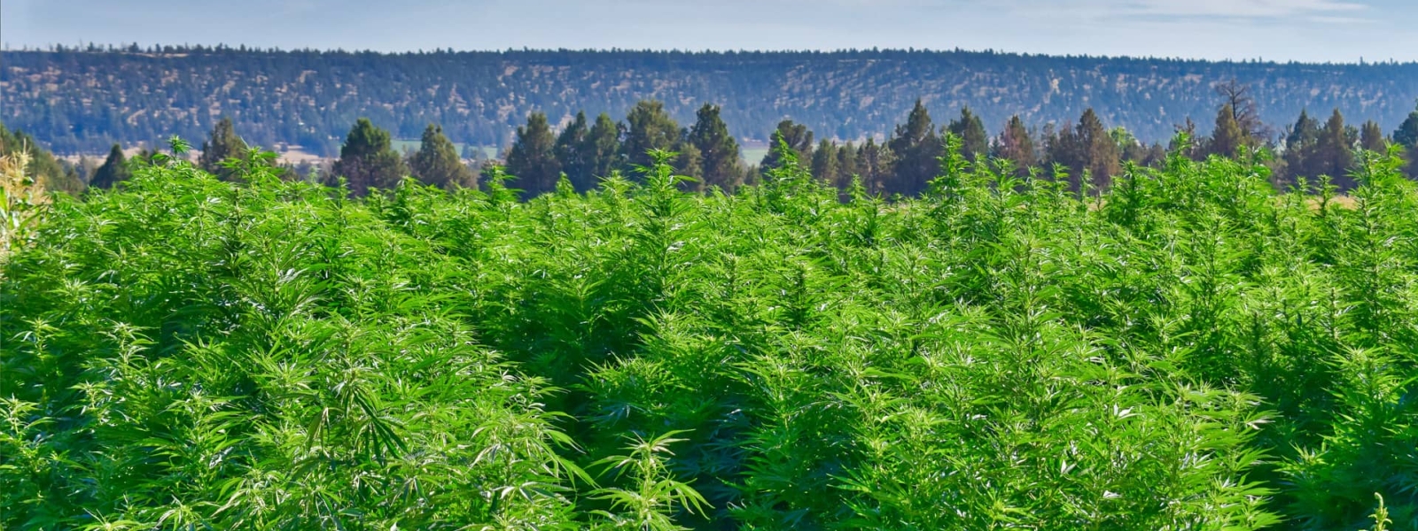 An organic hemp farm field in central Oregon with hills and sky in the background