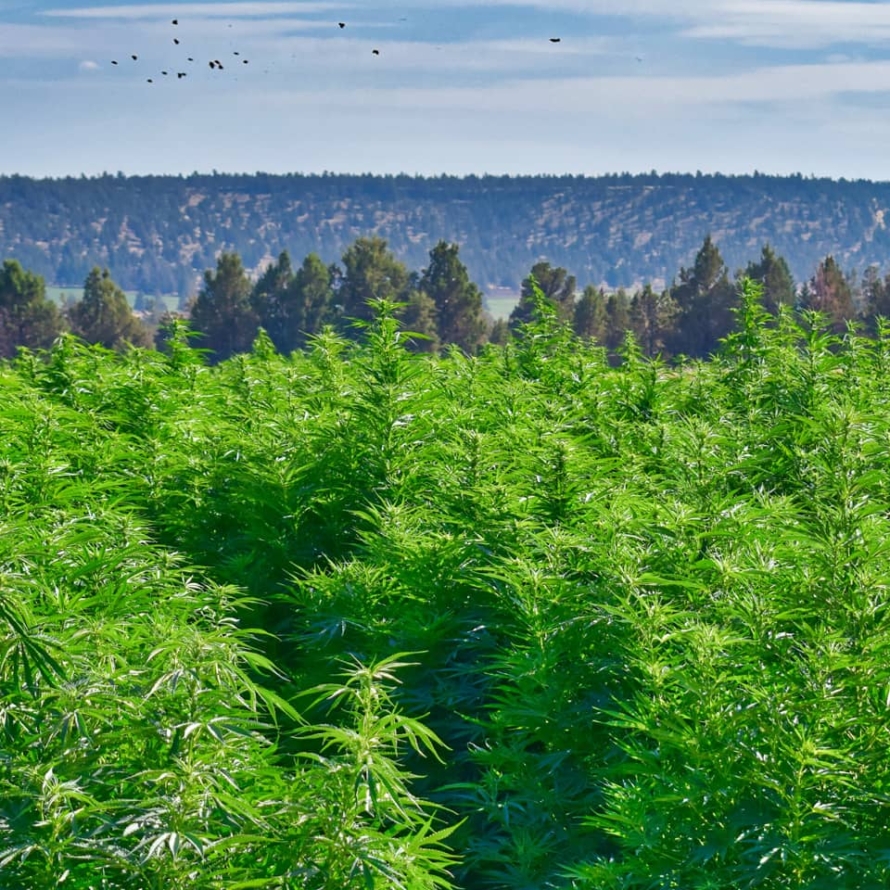 An organic hemp farm field in central Oregon with hills and sky in the background